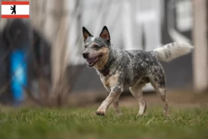 Lees meer over het artikel Australische Runderhonden fokkers en puppies in Berlijn