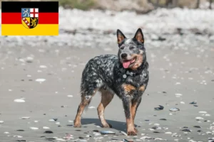 Lees meer over het artikel Australische Runderhondenfokkers en puppies in Saarland