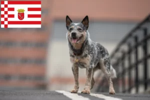 Lees meer over het artikel Australische Runderhondenfokkers en puppy’s in Bremen