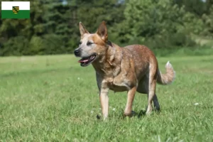 Lees meer over het artikel Australische Runderhondenfokkers en puppies in Saksen