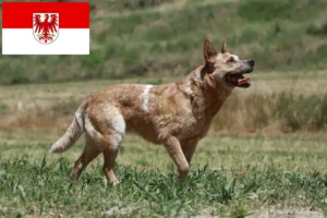 Lees meer over het artikel Australische Runderhondenfokkers en puppy’s in Brandenburg
