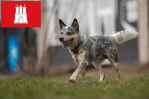Lees meer over het artikel Australische Runderhondenfokkers en puppy’s in Hamburg
