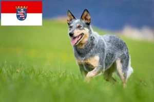 Lees meer over het artikel Australische Runderhondenfokkers en puppy’s in Hessen