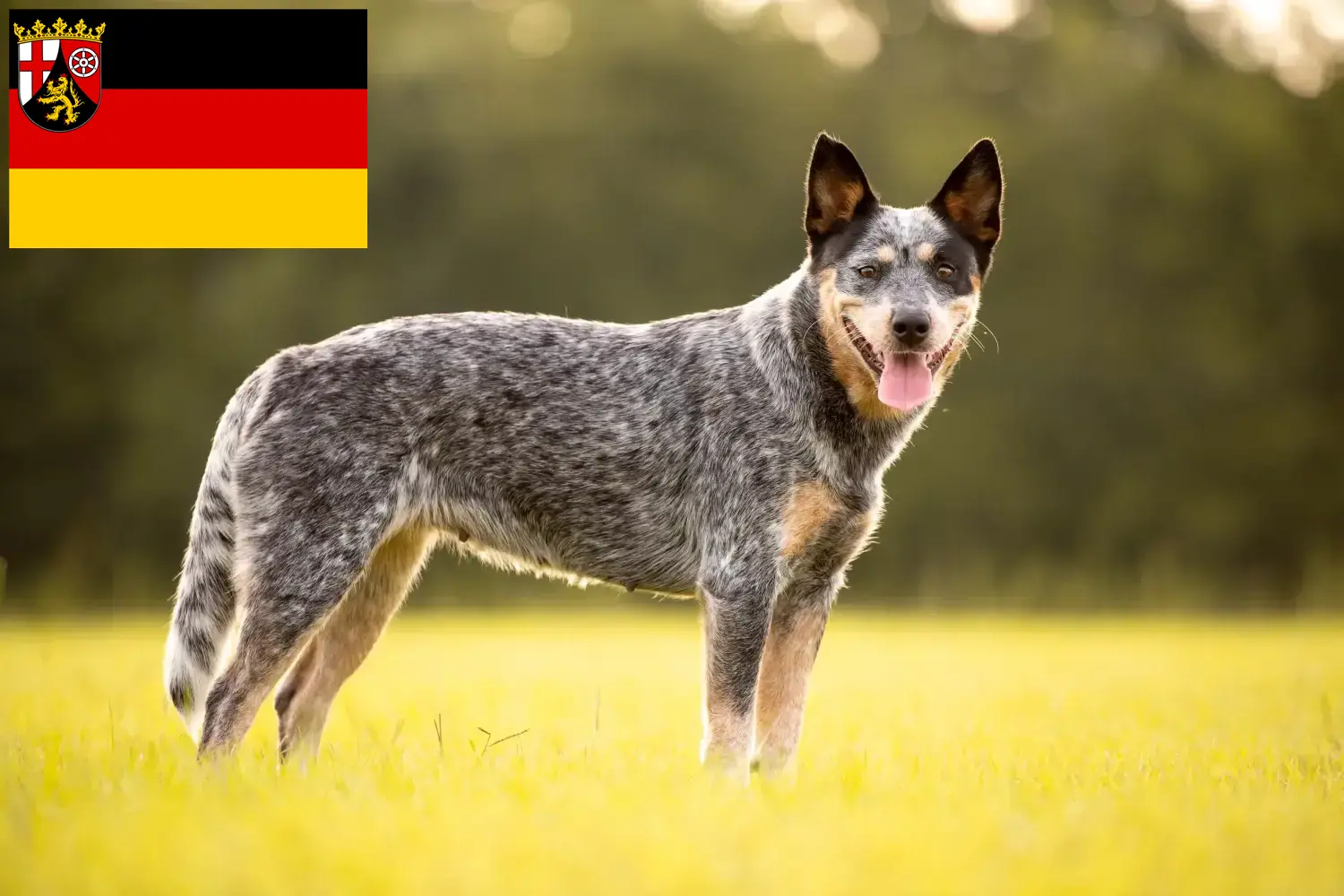 Australische Veedrijvershond pups en fokkers Rijnland-Palts Hier vind je Australian Cattle Dogs fokkers in Rijnland-Palts.