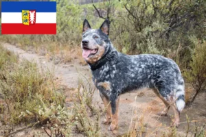 Lees meer over het artikel Australische Runderhondenfokkers en puppy’s in Sleeswijk-Holstein