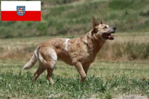 Lees meer over het artikel Australische Runderhondenfokkers en puppies in Thüringen