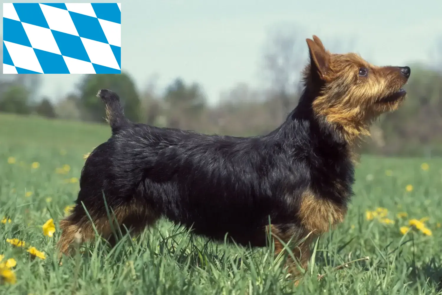 Australian Terrier puppies en fokkers Bavaria Vind hier Australian Terrier fokkers in Beieren.