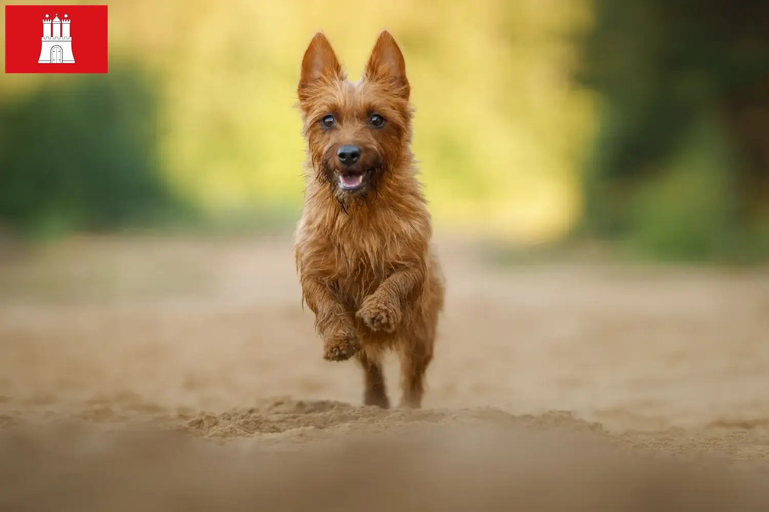 Australian Terrier puppies en fokkers Hamburg Vind hier Australian Terrier fokkers in Hamburg.