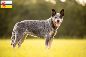 Lees meer over het artikel Australische Veedrijvershonden fokkers en pups in Limburg