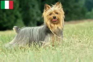 Lees meer over het artikel Australische zijde terriër fokkers en puppies in Italië