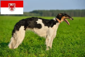Lees meer over het artikel Barsoi fokkers en pups in Brandenburg