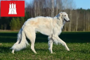 Lees meer over het artikel Barsoi fokkers en pups in Hamburg