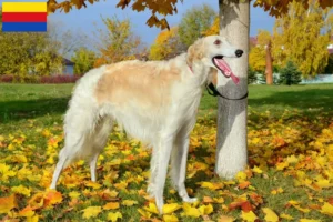 Lees meer over het artikel Barsoi fokkers en pups in Noord-Holland