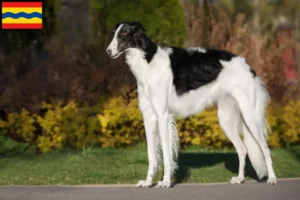 Lees meer over het artikel Barsoi fokkers en pups in Overijssel