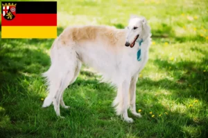 Lees meer over het artikel Barsoi fokkers en pups in Rijnland-Palts