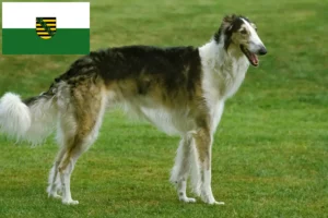 Lees meer over het artikel Barsoi fokkers en pups in Saksen