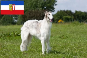 Lees meer over het artikel Barsoi fokkers en pups in Sleeswijk-Holstein
