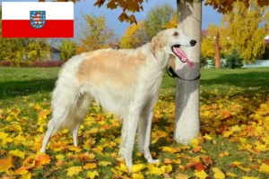 Lees meer over het artikel Barsoi fokkers en pups in Thüringen