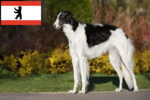 Lees meer over het artikel Barsoi fokkers en puppies in Berlijn