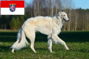 Lees meer over het artikel Barsoi fokkers en pups in Hessen