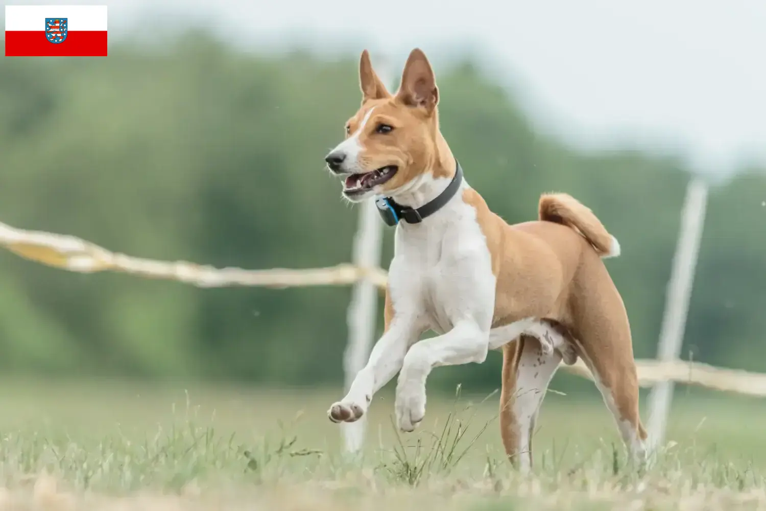 Basenji pups en fokkers Thüringen Hier vind je Basenji fokkers in Thüringen.