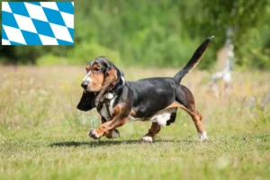 Lees meer over het artikel Basset Hound fokkers en puppies in Beieren