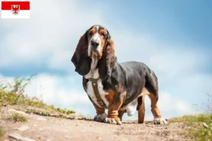 Lees meer over het artikel Basset Hound fokkers en pups in Brandenburg
