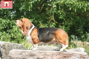 Lees meer over het artikel Basset Hound fokkers en pups in Bremen