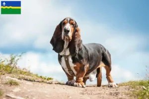 Lees meer over het artikel Basset Hound fokkers en pups in Flevoland
