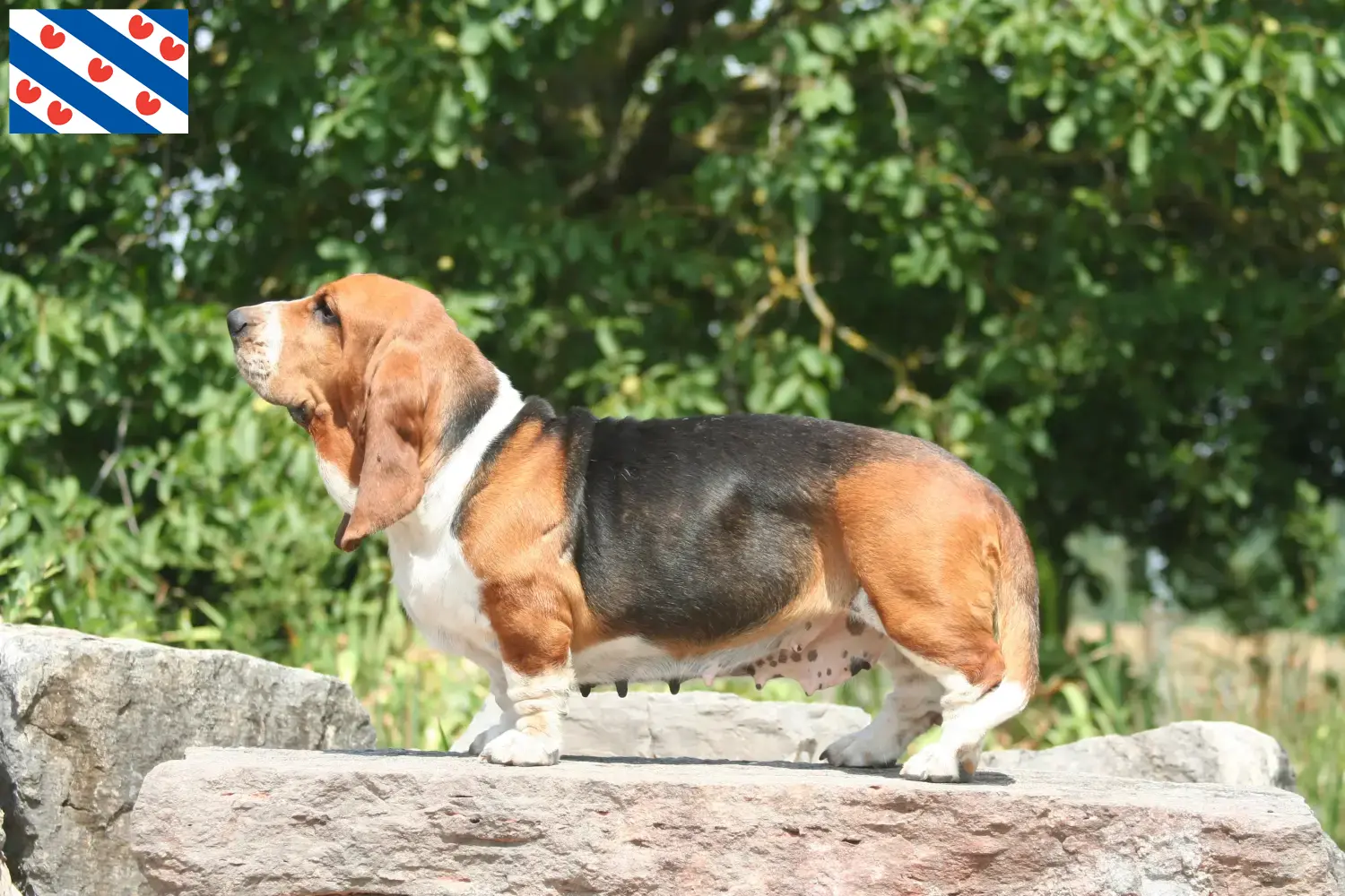 Basset Hound puppy's en fokkers Friesland Hier vind je Basset Hounds fokkers in Friesland.