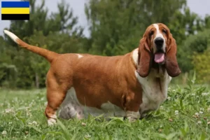 Lees meer over het artikel Basset Hound fokkers en pups in Gelderland
