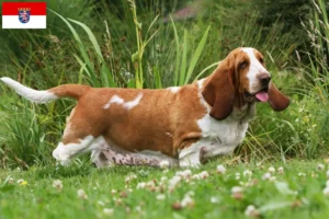 Lees meer over het artikel Basset Hound fokkers en pups in Hessen