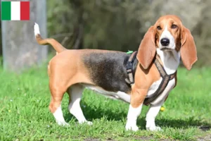 Lees meer over het artikel Basset Hound fokkers en pups in Italië