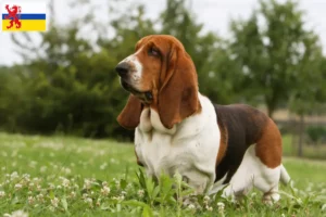 Lees meer over het artikel Basset Hound fokkers en pups in Limburg