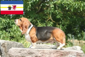 Lees meer over het artikel Basset Hound fokkers en pups in Mecklenburg-Vorpommern