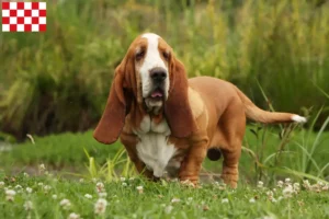Lees meer over het artikel Basset Hound fokkers en pups in Noord-Brabant