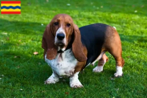 Lees meer over het artikel Basset Hound fokkers en pups in Overijssel