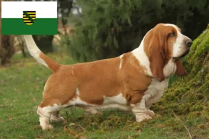 Lees meer over het artikel Basset Hound fokkers en pups in Saksen