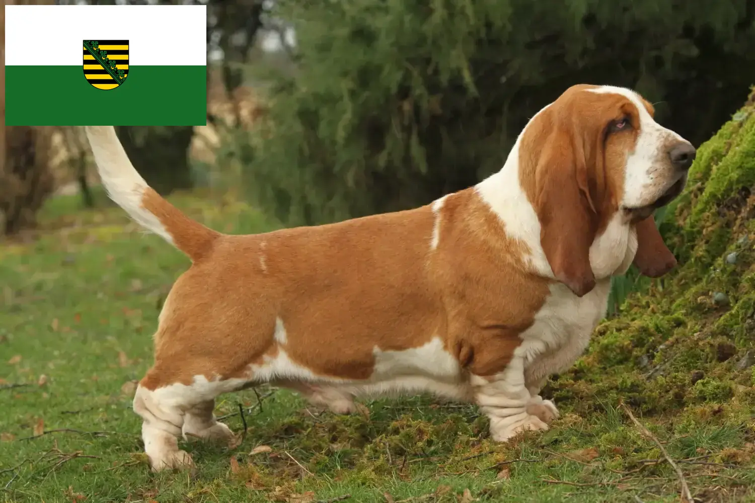 Basset Hound puppy's en fokkers Saksen Hier vind je fokkers van Basset Hounds in Saksen.