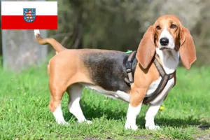 Lees meer over het artikel Basset Hound fokkers en pups in Thüringen