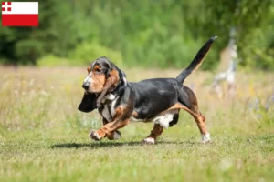 Lees meer over het artikel Basset Hound fokkers en pups in Utrecht