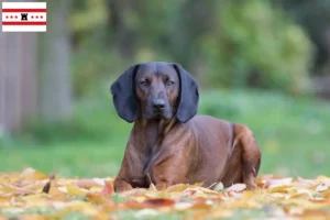Lees meer over het artikel Beierse Sennenhonden fokkers en pups in Drenthe
