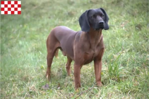 Lees meer over het artikel Bavarian Mountain Hound fokkers en pups in Noord-Brabant