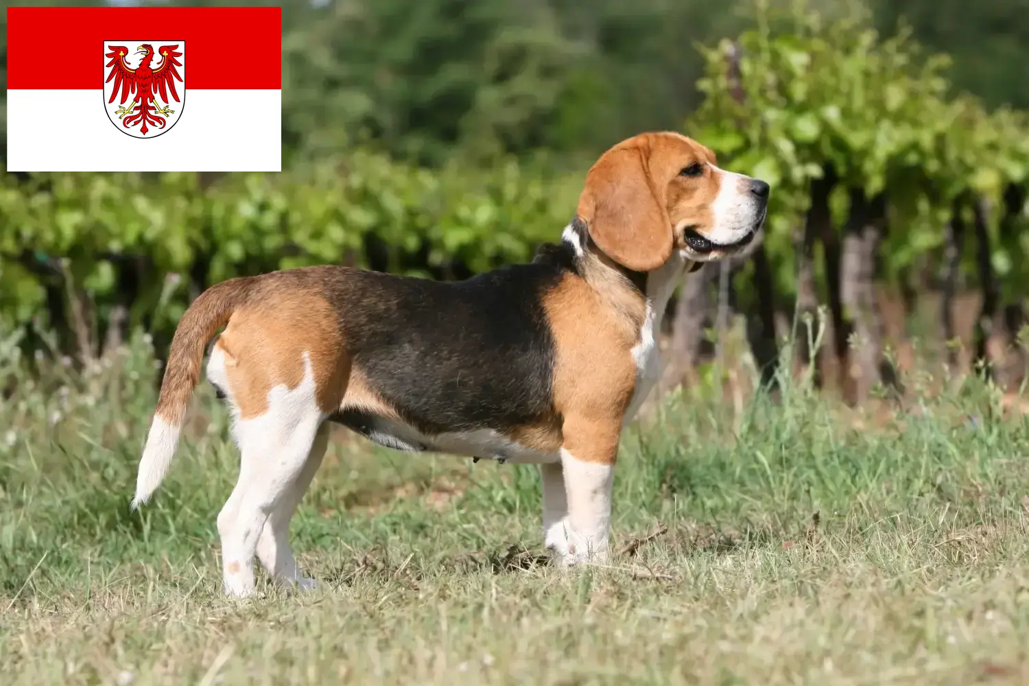 Beagle puppies en fokkers Brandenburg Vind hier Beagle fokkers in Brandenburg.