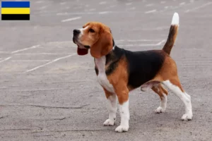 Lees meer over het artikel Beagle fokkers en pups in Gelderland