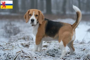Lees meer over het artikel Beagle fokkers en pups in Limburg