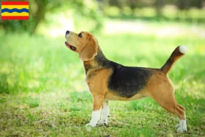 Lees meer over het artikel Beagle fokkers en pups in Overijssel