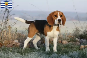 Lees meer over het artikel Beagle fokkers en pups in Zeeland