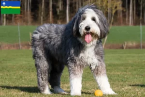 Lees meer over het artikel Baard Collie fokkers en pups in Flevoland
