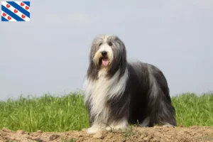 Lees meer over het artikel Baard Collie fokkers en pups in Friesland